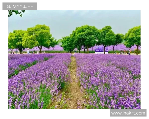 梦境花海上线！“小精灵”喊你接好“运”！